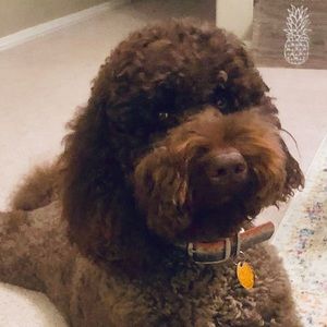 Meet your Posher, Jill